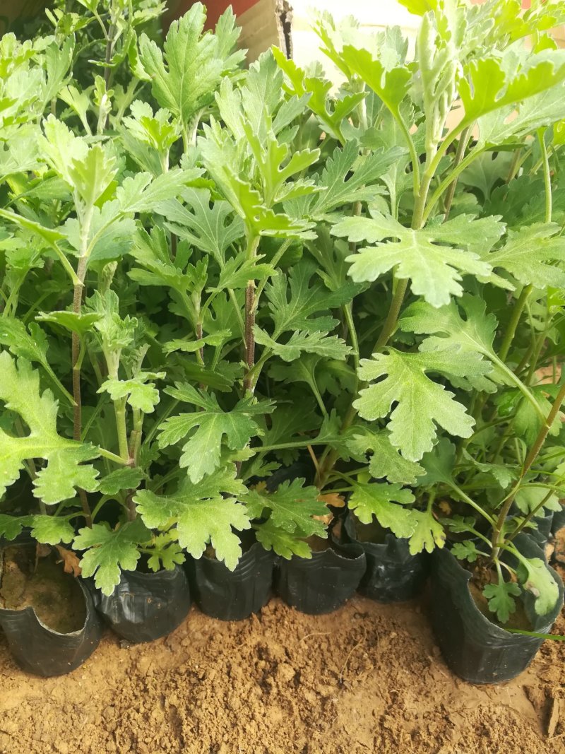 地被菊大量现货基地直销。