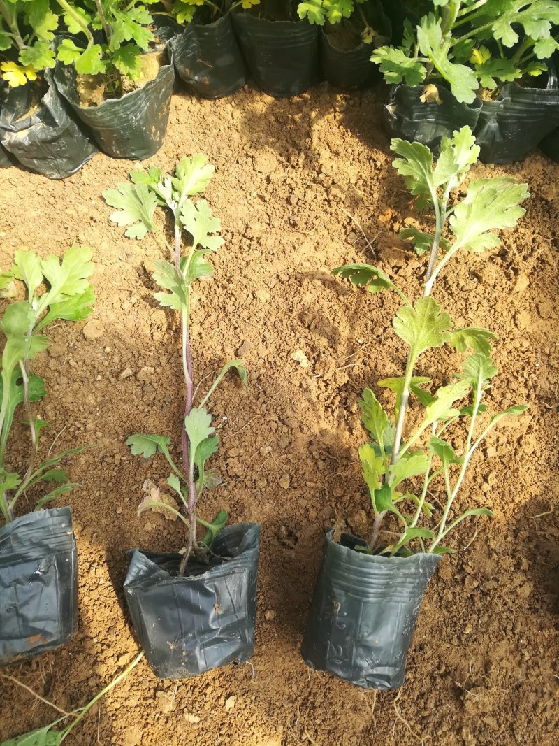 地被菊大量现货基地直销。