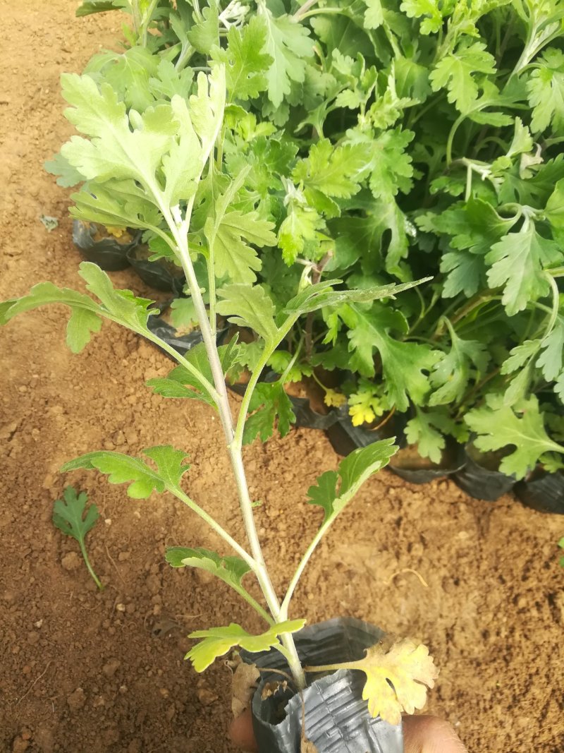 地被菊大量现货基地直销。
