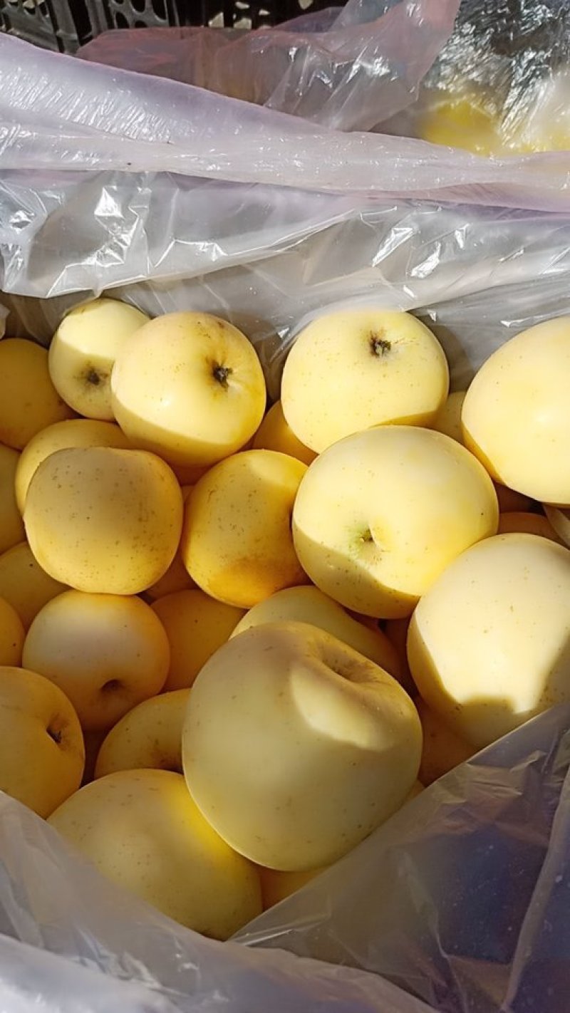 黄金富士奶油味