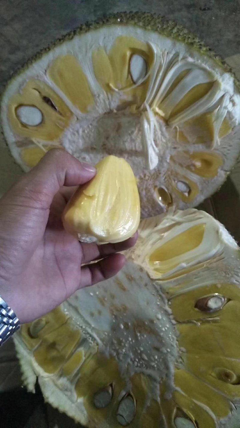 菠萝蜜开始上市量大从优规格10～15斤口感非常好
