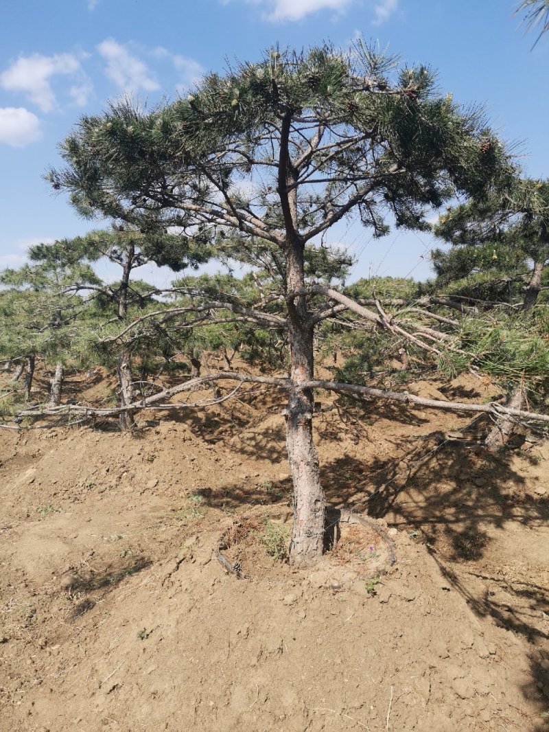 泰山景松