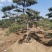 泰山景松