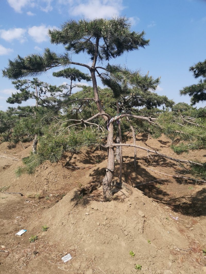 泰山景松