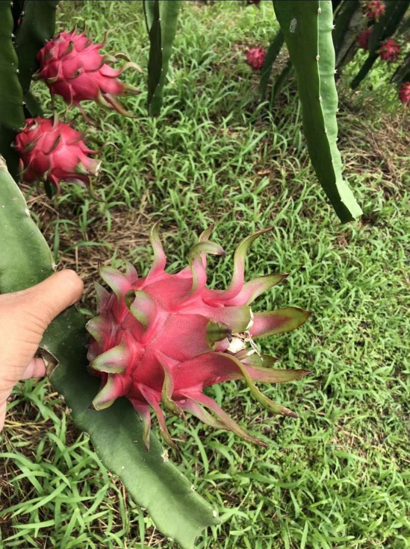 火龙果苗25cm-30cm