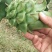 火龙果苗25cm-30cm