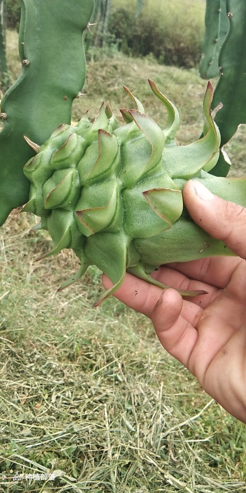 火龙果苗25cm-30cm