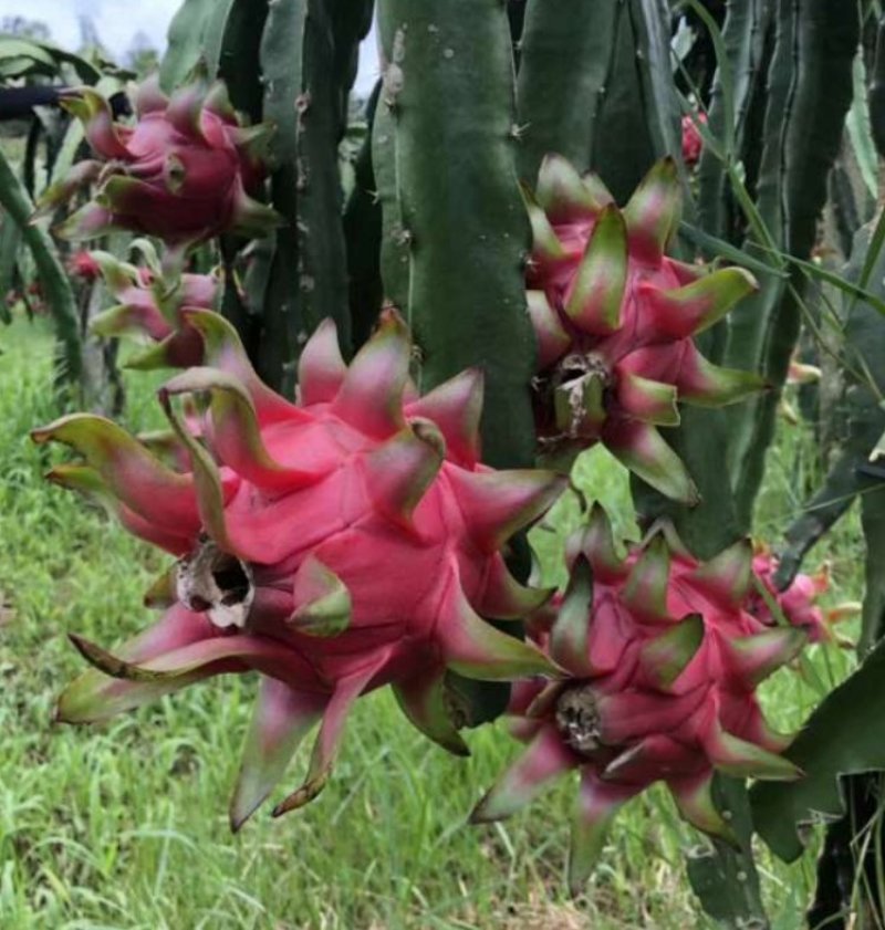 火龙果苗25cm-30cm