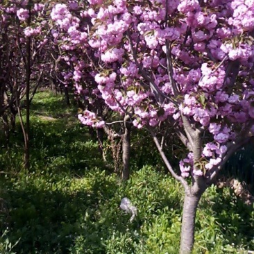 樱花