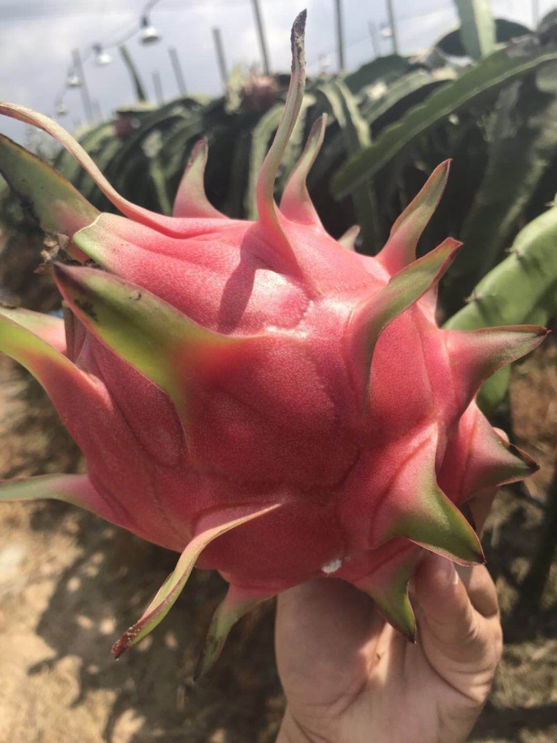 火龙果苗25cm-30cm