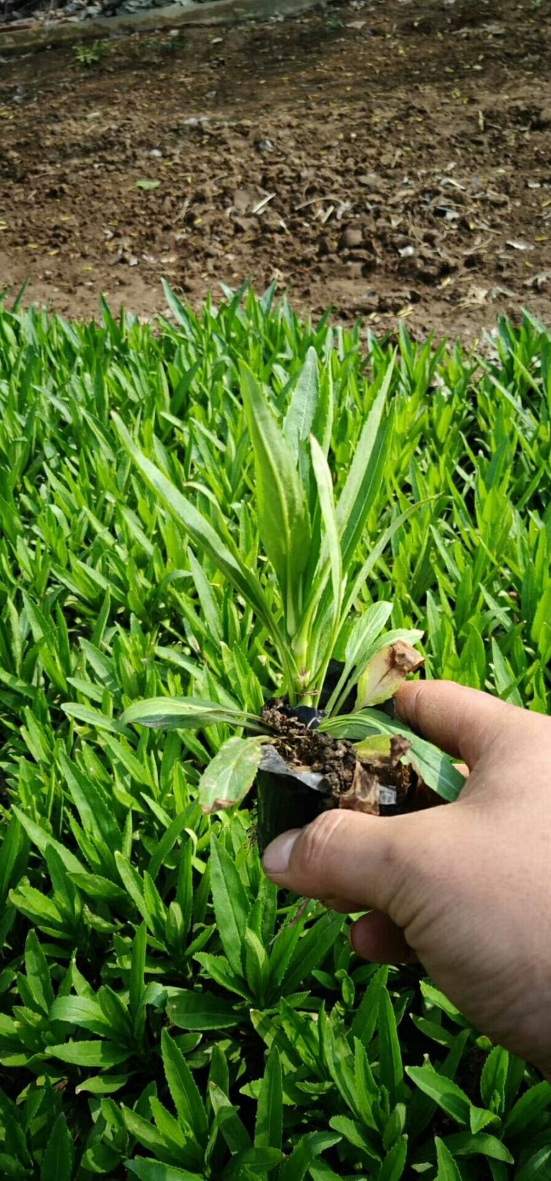 马鞭草