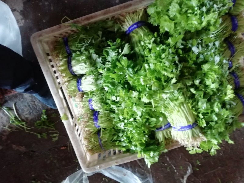 芹菜苗