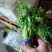 芹菜苗