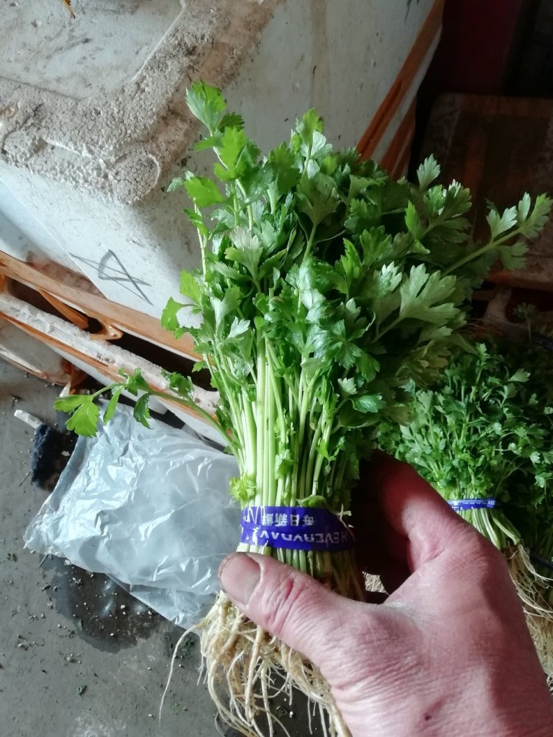 芹菜苗