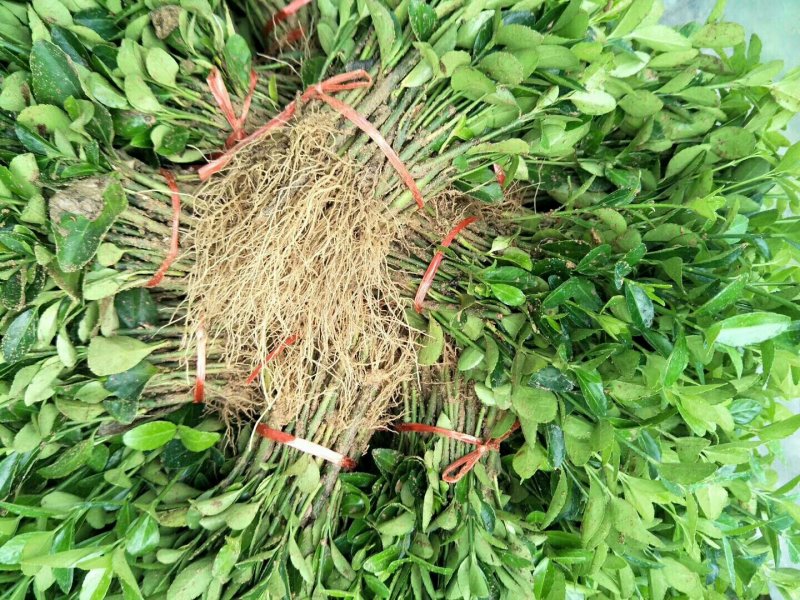 冬青苗大叶黄杨苗床苗成活率高自家苗圃种植价格低