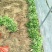 冬青苗大叶黄杨苗床苗成活率高自家苗圃种植价格低