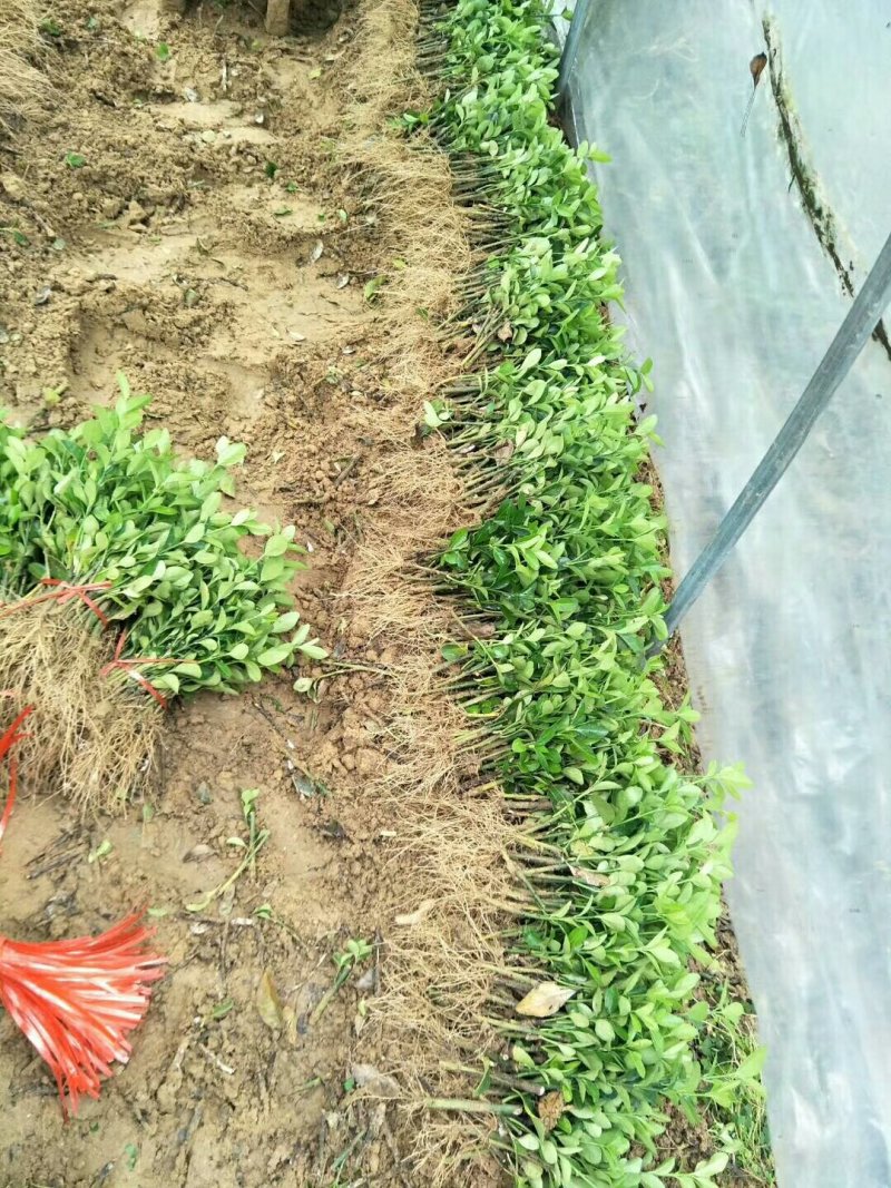 冬青苗大叶黄杨苗床苗成活率高自家苗圃种植价格低