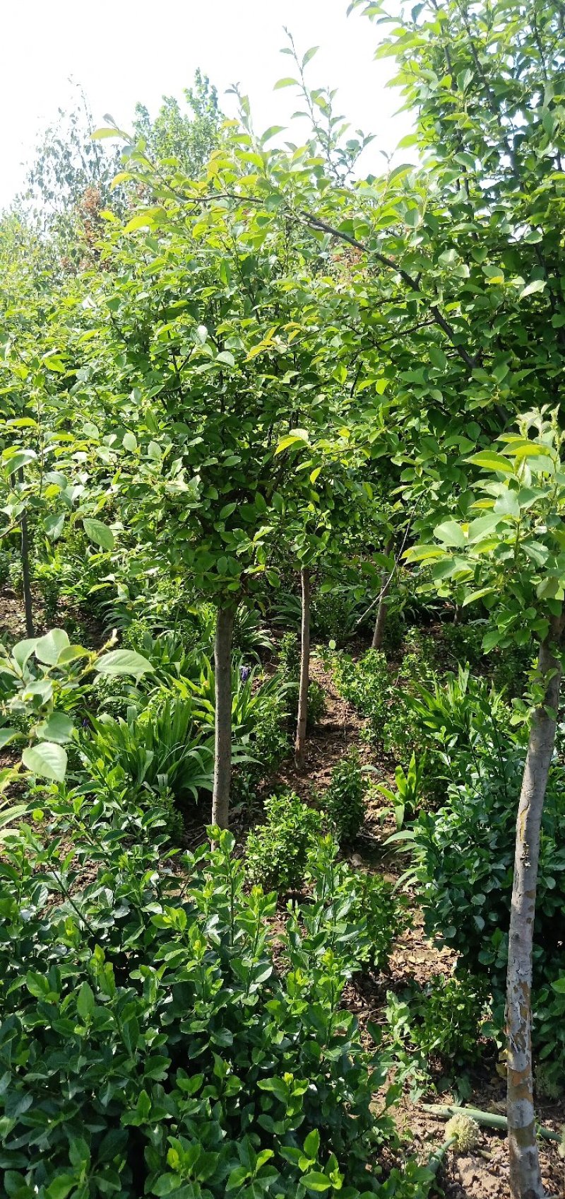 木瓜树