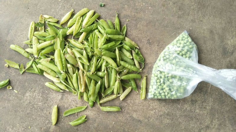 豌豆豌豆荚青豌豆麦豆壳豌豆颗粒饱满