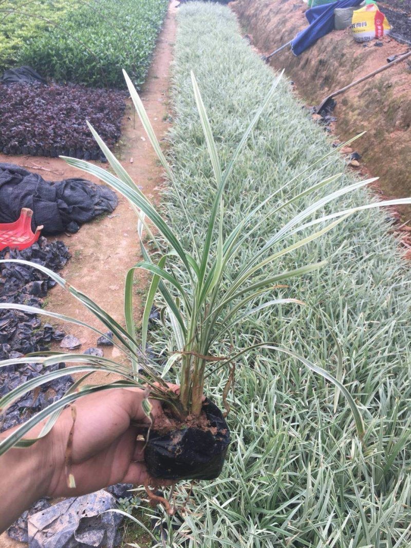 银边草沿阶草园林绿化地被
