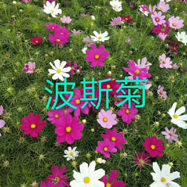 波斯菊