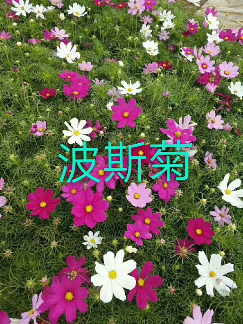 波斯菊