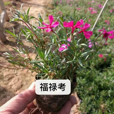 福录考