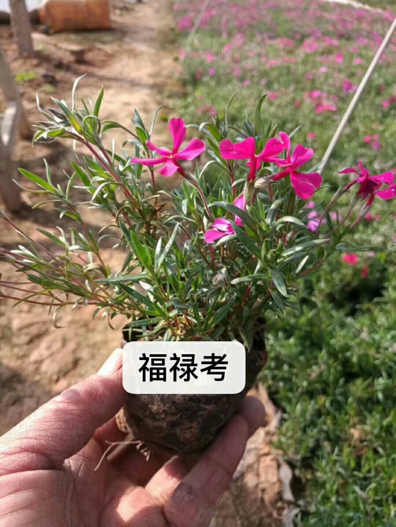 福录考