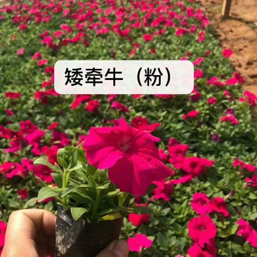 矮牵牛
