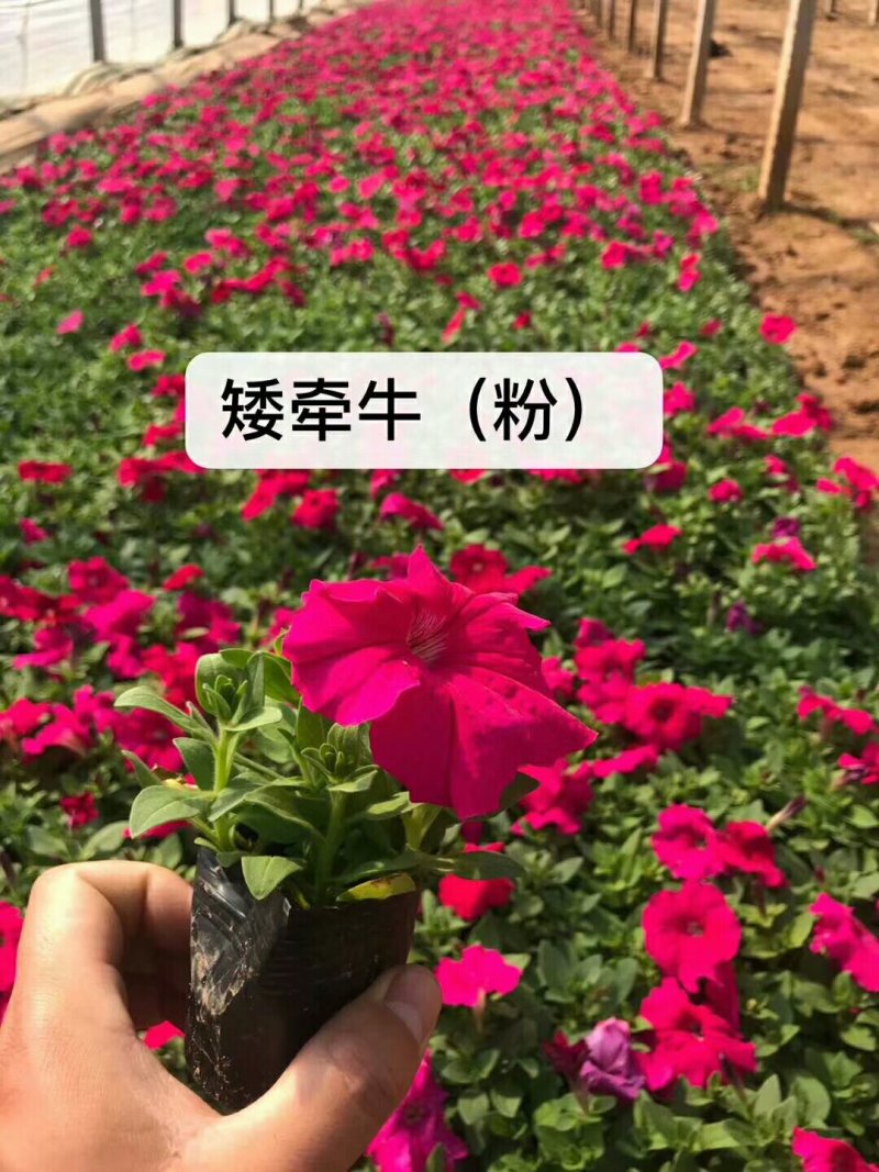 矮牵牛