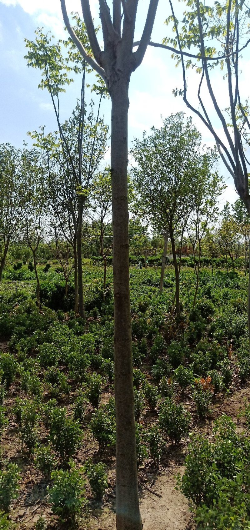 栾树