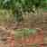 芒果苗芒果实生苗，可以嫁接各种芒果品种，园林绿化苗