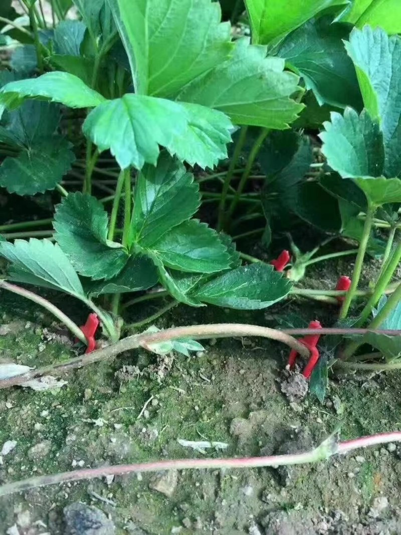 草莓🍓压蔓器，西瓜🍉压蔓器