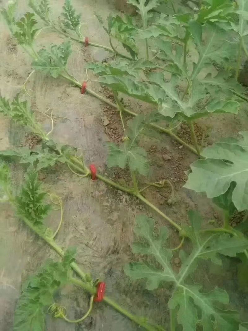 草莓🍓压蔓器，西瓜🍉压蔓器