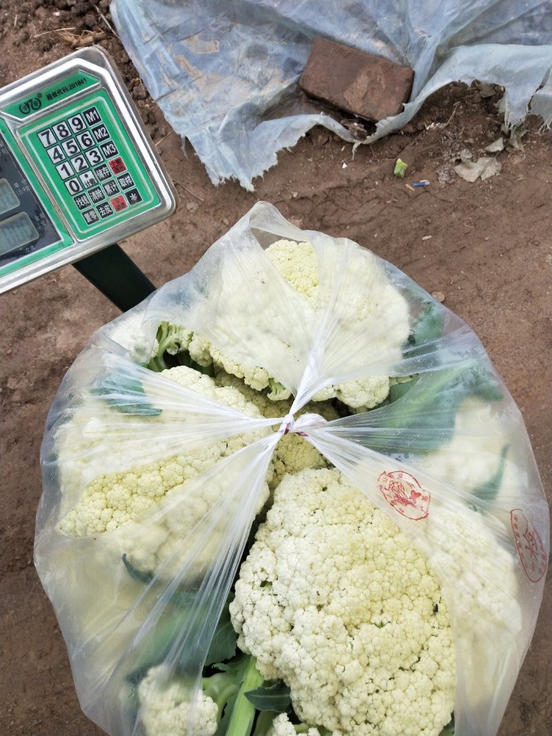 菜花