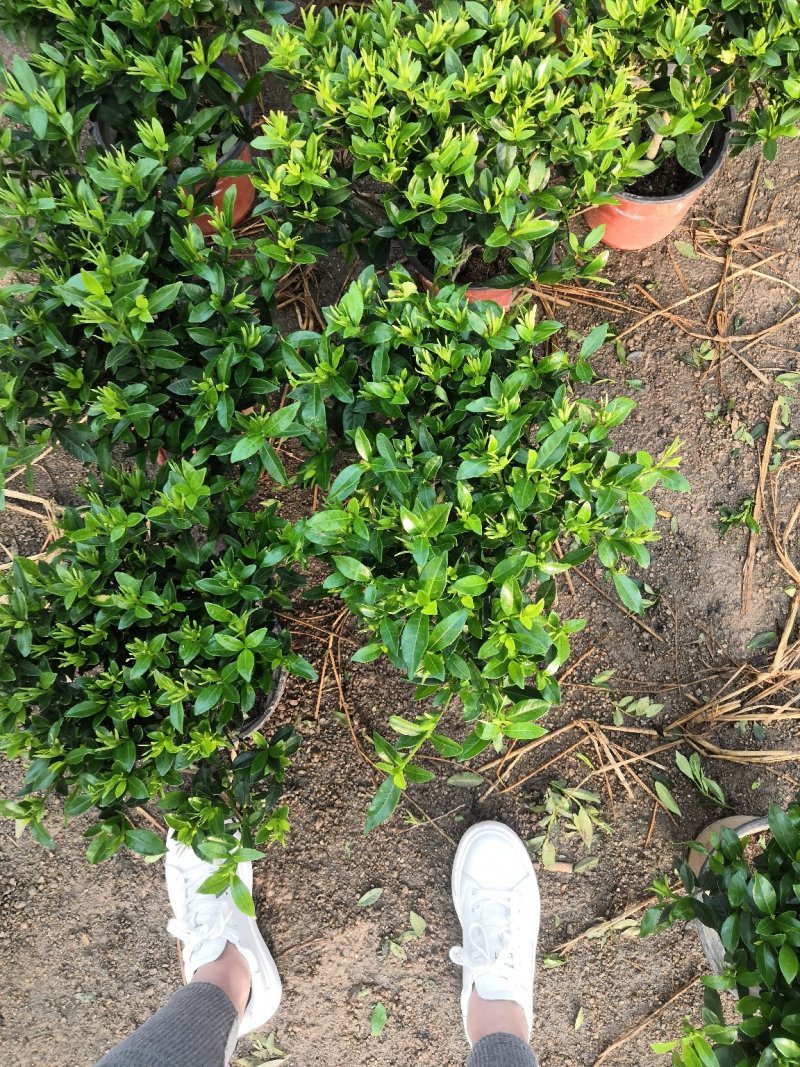 小叶栀子