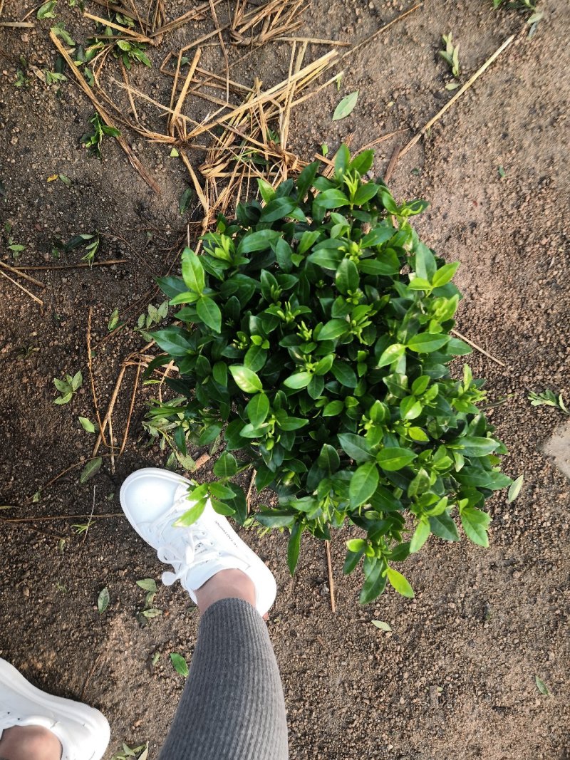 小叶栀子