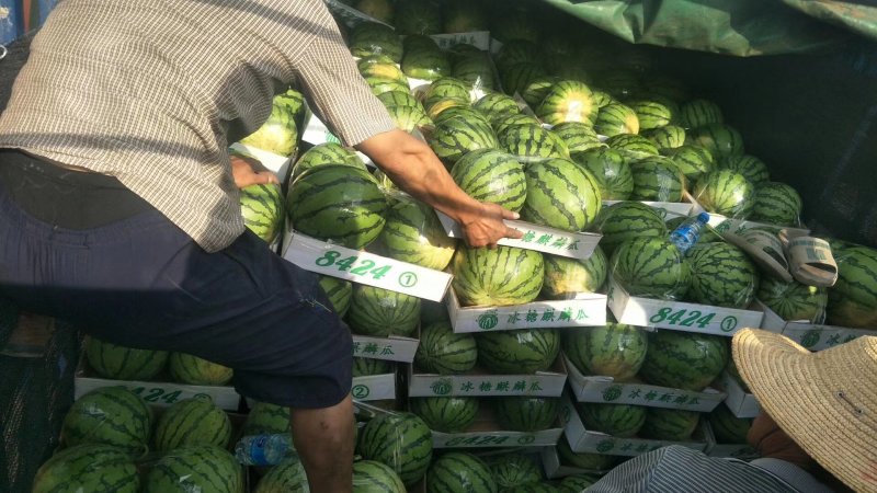 湖北省，襄阳市，宜城市8424精品西瓜大棚西瓜产地