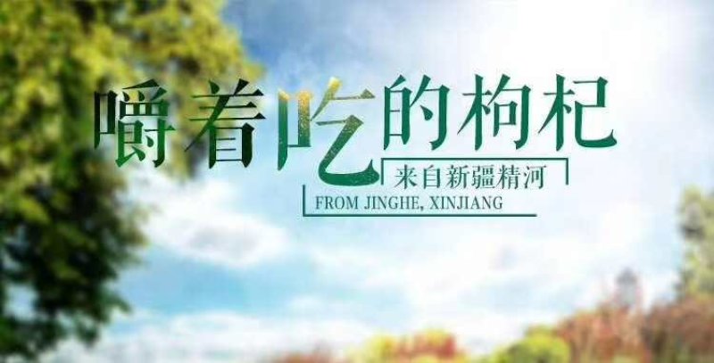 新疆精河枸杞