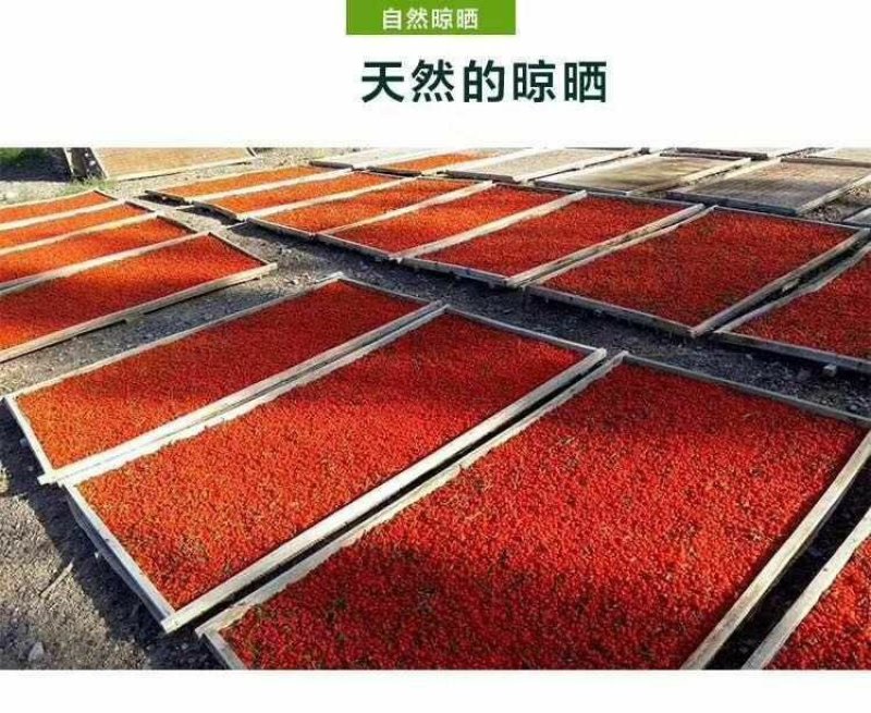 新疆精河枸杞