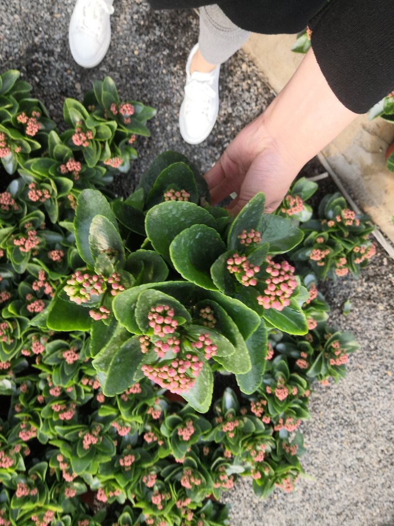 长寿花