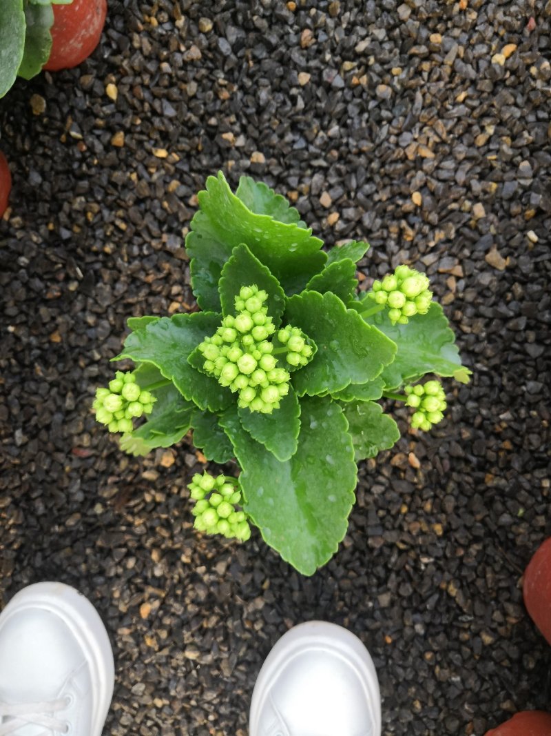 长寿花