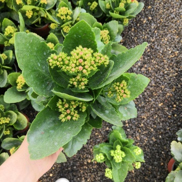 长寿花