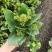 长寿花