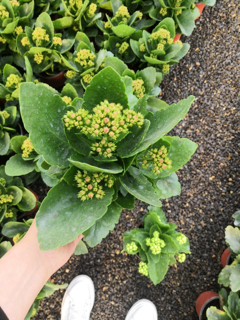 长寿花