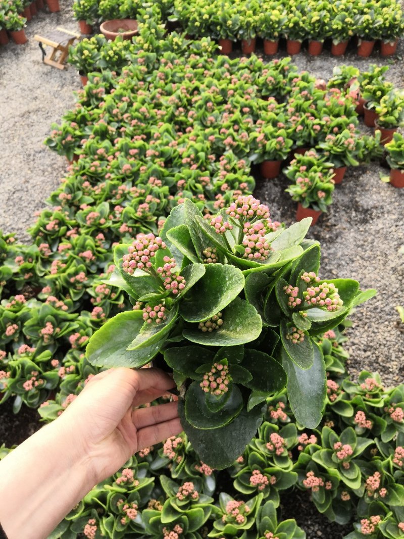 长寿花