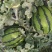 大量甜王西瓜上市，大量现货，现货