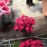 一品红大量批发