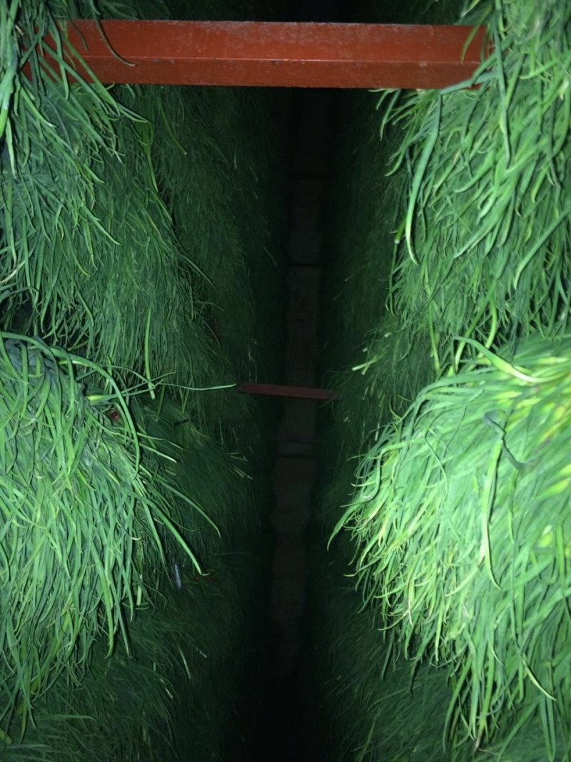 金乡蒜薹代发各地市场专业储存精品蒜苔加工