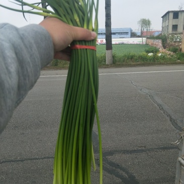 金乡蒜薹代发各地市场专业储存精品蒜苔加工